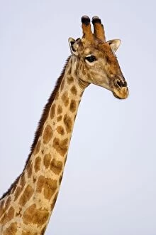 Images Dated 25th September 2009: Giraffe - head and neck portrait - Etosha National Park - Namibia - Africa