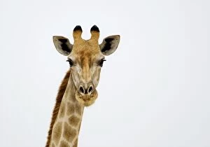 Images Dated 24th September 2009: Giraffe - head and neck portrait - Etosha National Park - Namibia - Africa