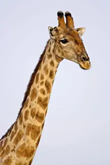 Giraffe - head and neck portrait - Etosha National Park - Namibia - Africa