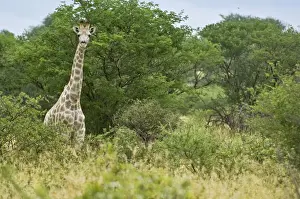 Giraffe - Head and neck showing above bushes - Kalahari - Botswana