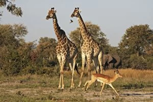 Images Dated 19th June 2009: Giraffe and Impala