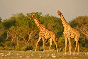Giraffe two individuals approaching waterhole of Namutoni in last evening light Etosha National Park, Namibia, Africa