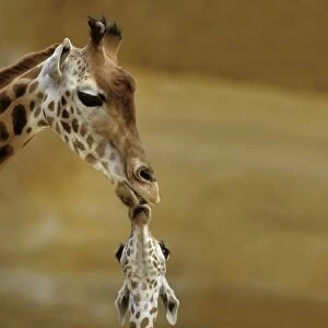 Images Dated 5th February 2008: Giraffe Kissing young Giraffe