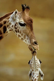Images Dated 29th November 2007: Giraffe Kissing young Giraffe