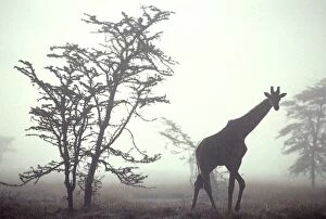 Giraffe - in mist