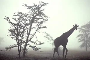 Giraffe - in mist