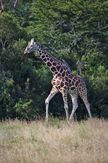 Images Dated 3rd July 2012: Giraffe, Mount Kenya National Park, Kenya