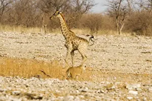 Lionesses Prints: Giraffe - moving away from an approaching lioness - Etosha National Park - Namibia - Africa