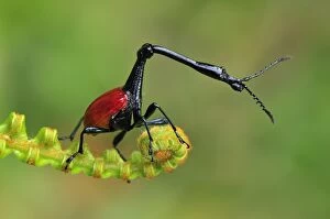 Images Dated 16th January 2008: Giraffe-necked Weevil - male