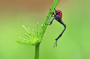 Giraffe-necked Weevil - male - Andasibe-Mantadia National Park - Eastern-central Madagascar