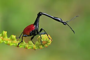 Endemic Prints: Giraffe-necked Weevil - male - Andasibe-Mantadia National Park - Eastern-central Madagascar