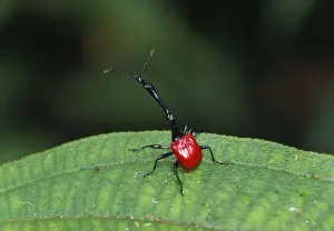 Giraffe-necked Weevil - male Madagascar