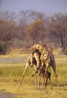 Necks Prints: Giraffe - two with necks entwined - Botswana, Africa