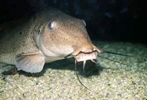 Giraffe-nosed Catfish Africa