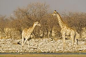 Images Dated 25th September 2009: Giraffe - pair drinking at a water hole - Etosha National Park - Namibia - Africa