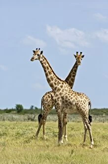 Images Dated 29th February 2008: Giraffe - Pair standing - Kalahari - Botswana
