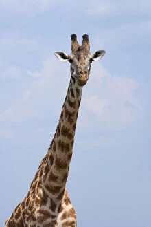 Images Dated 3rd July 2012: Giraffe on the plain, Maasai Mara National