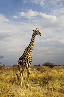 Images Dated 30th September 2009: Giraffe - portrait after a heavy rain shower - Etosha National Park - Namibia - Africa
