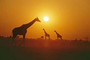 Stand Out Collection: Giraffe - silhouettes, Botswana, Africa
