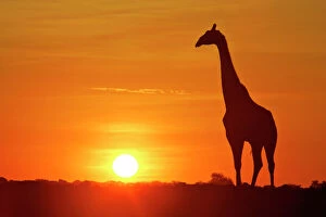 Dusk Collection: Giraffe single individual in backlight with setting sun Etosha National Park, Nambia, Africa