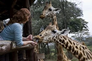 Giraffe - tourists feeding giraffes