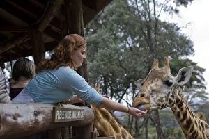 Images Dated 9th August 2007: Giraffe - tourists feeding giraffes