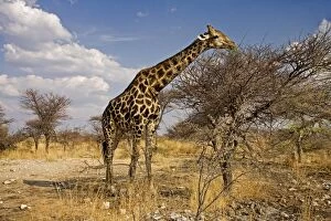 Images Dated 28th September 2009: Giraffe - Wide angle shot of an adult feeding