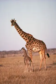 Tall Prints: Giraffe YAB 686 Adult with young Giraffa camelopardalis © Yann Arthus-Bertrand / ARDEA LONDON