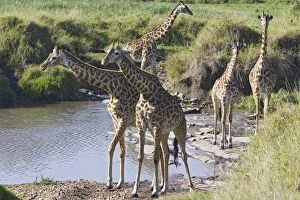 Giraffes - by drinking pool