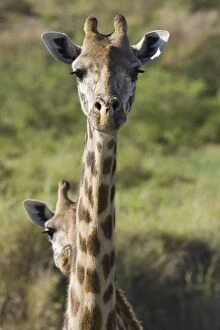 Images Dated 19th September 2005: Giraffes - Masai Mara Reserve - Kenya