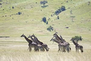 Images Dated 28th March 2007: Giraffes - Masai Mara Triangle - Kenya