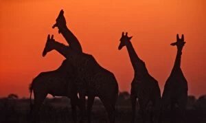 Giraffes - Necking at sunset