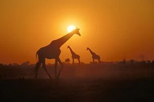 Stand Out Collection: Giraffes - at sunset, Botswana, Africa
