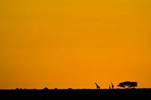 Images Dated 14th December 2005: Giraffes - at Sunset - Masai Mara Reserve - Kenya