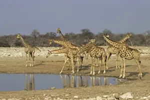 Giraffes - At Waterhole, Etosha National Park, Namibia, Africa MA001153
