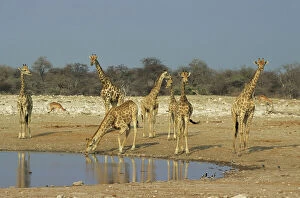 Savannah Collection: Giraffes - At Waterhole - Etosha National Park, Namibia, Africa MA001154