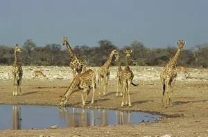 Drinking Prints: Giraffes - At Waterhole - Etosha National Park, Namibia, Africa MA001154
