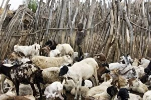 Girl - with herd of goats