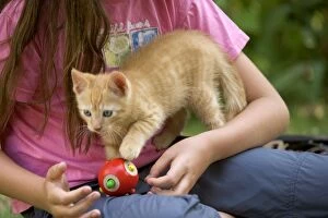 Images Dated 26th June 2005: Girl - playing with ginger tabby kitten