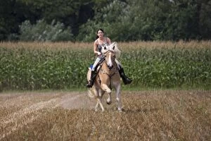 Exercising Gallery: Girl riding a Haflinger / Avelignese horse