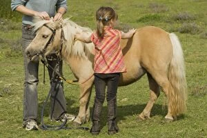 Girls grooming Shetland Pony