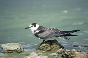 GKB-1546 Black Tern