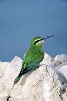 GKB-1759 Blue-cheeked Bee-eater