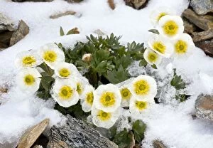 Images Dated 19th June 2011: Glacier Crowfoot - flowering through snow at high altitude, c. 3000m. Swiss Alps