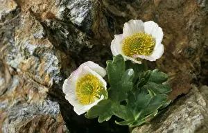 Glacier crowfoot plant in chasm - Passo Stelvio / Stilfserjoch - Italy