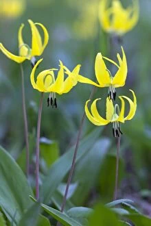 Lilies Gallery: Glacier Lily - flowers in summer Yellowstone National