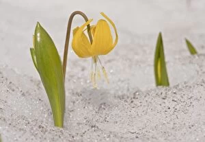 Images Dated 22nd July 2011: Glacier lily - pushing up through snow