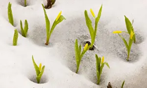 Bulb Prints: Glacier Lily / Yellow Avalanche lily (Erythronium grandiflorum) at the snow line on Mount Rainier