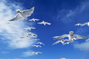 Glacous-winged Gull
