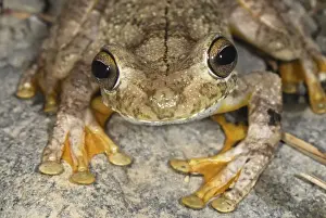 Gladiator Frog San Cipriano Reserve, Cauca, Colombia